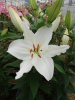 [5667 VZ W09 0398-01 No02.JPG]